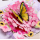 精美立体贺卡 Topaz Yellow Butterfly 单买可包邮